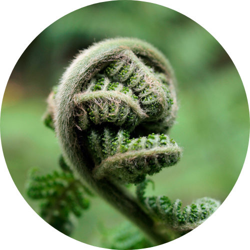 An image of a curled fern frond.  She's curled up tight but facing away from the camera, so as she unfolds it will be like a hand reaching out to greet you.