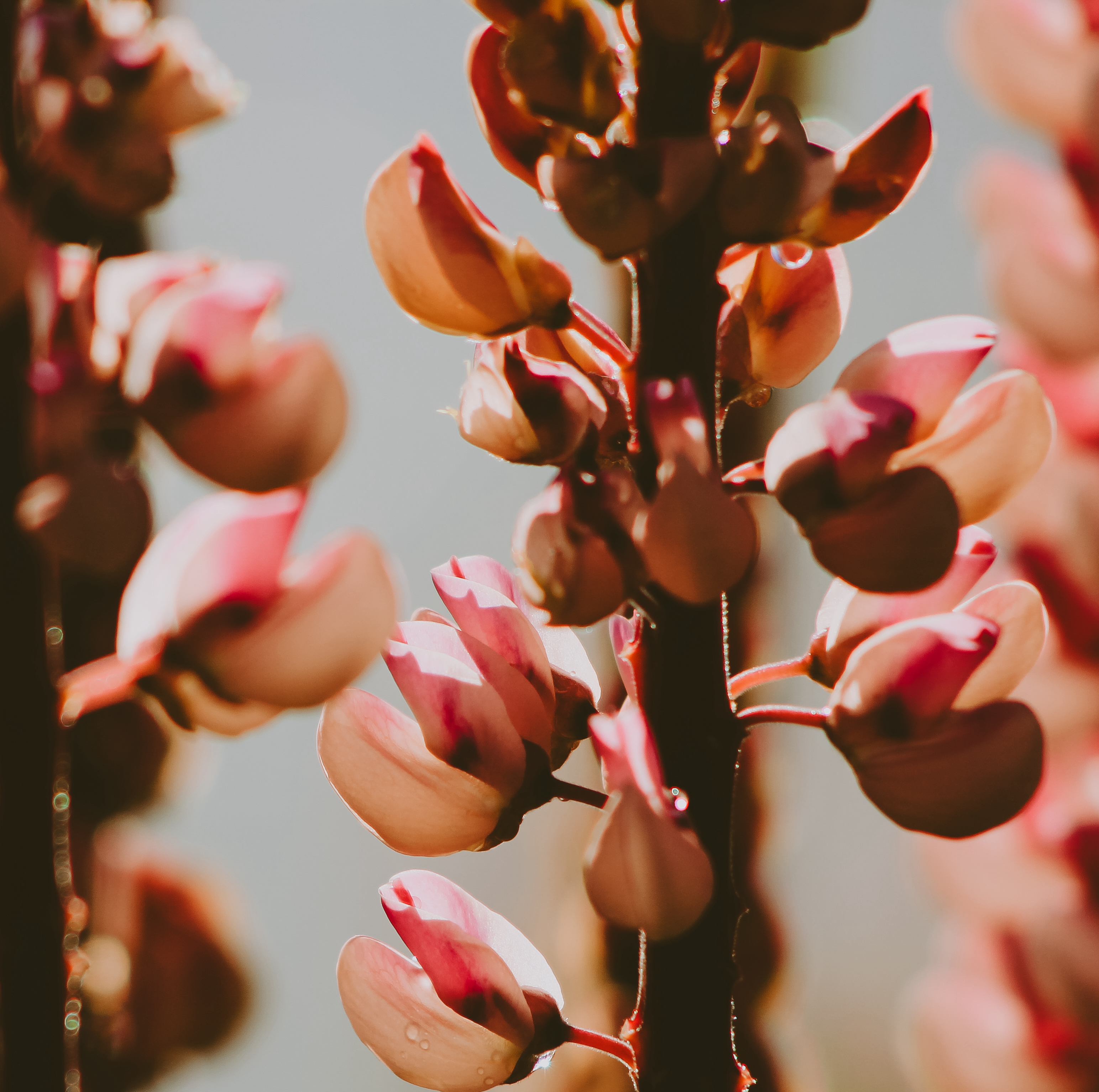 A close up image of a pink lupin flower stem in full bloom.